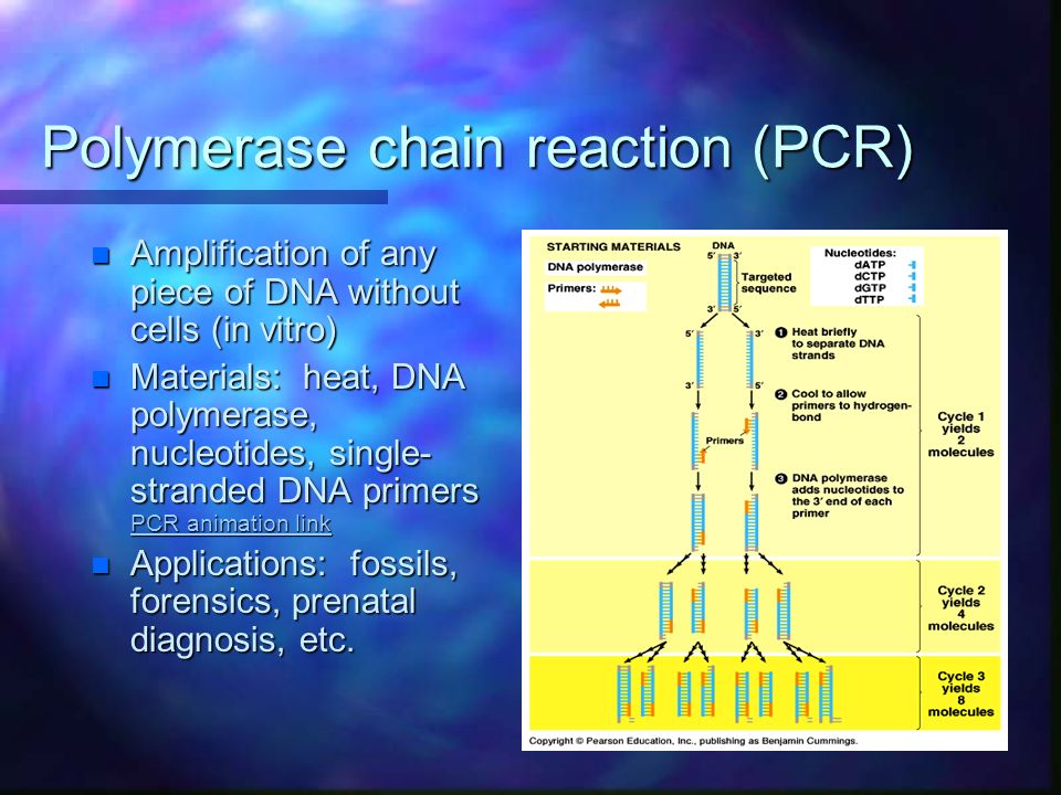 Polymerase chain reaction (PCR) n Amplification of any piece of DNA without cells (in vitro) n Materials: heat, DNA polymerase, nucleotides, single- stranded DNA primers PCR animation link PCR animation link PCR animation link n Applications: fossils, forensics, prenatal diagnosis, etc.