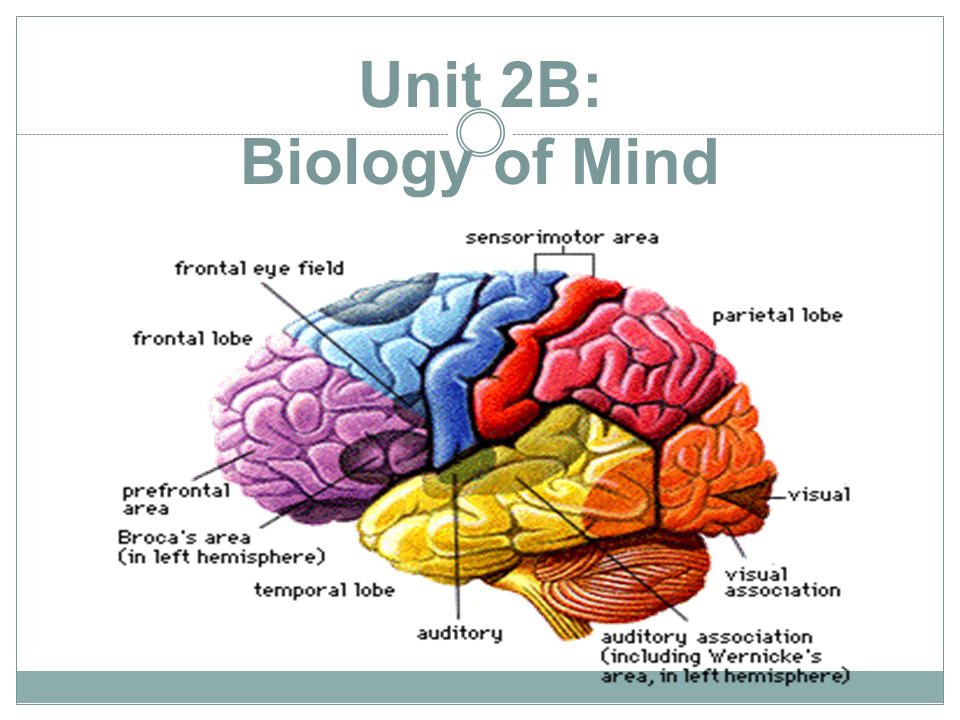 Unit 2B: Biology of Mind
