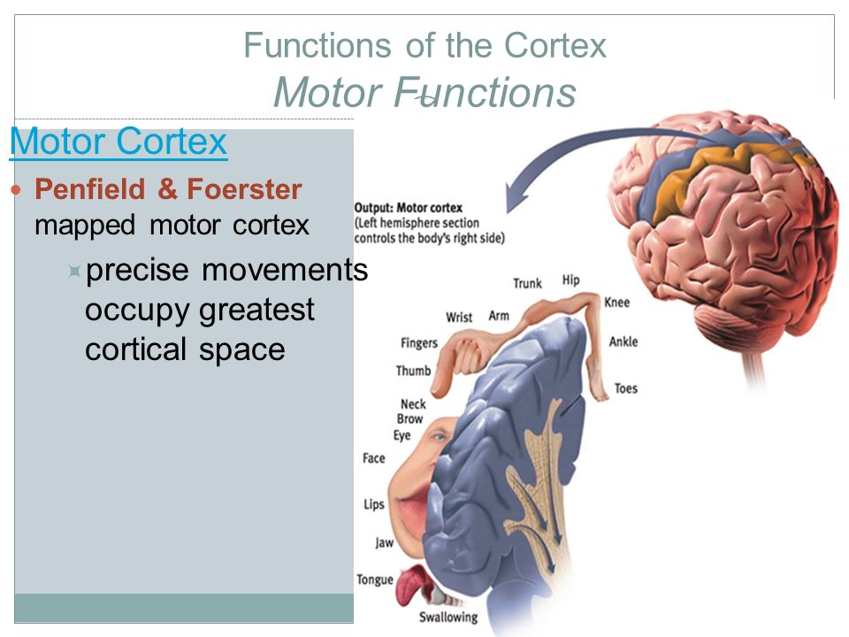 Functions of the Cortex Motor Functions Motor Cortex Penfield & Foerster mapped motor cortex  precise movements occupy greatest cortical space