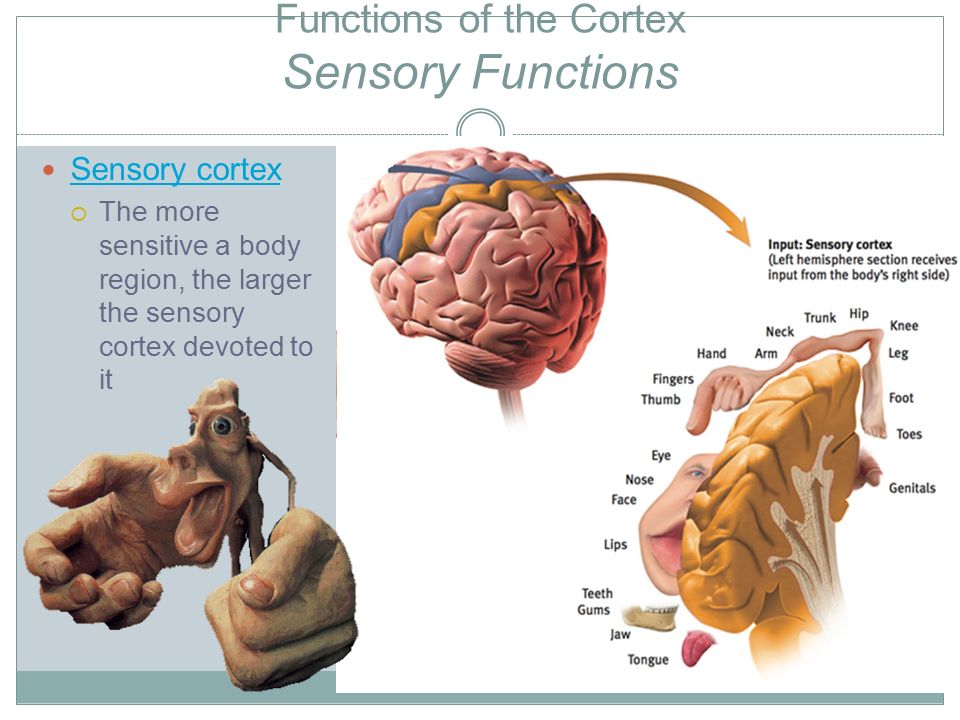Functions of the Cortex Sensory Functions Sensory cortex  The more sensitive a body region, the larger the sensory cortex devoted to it