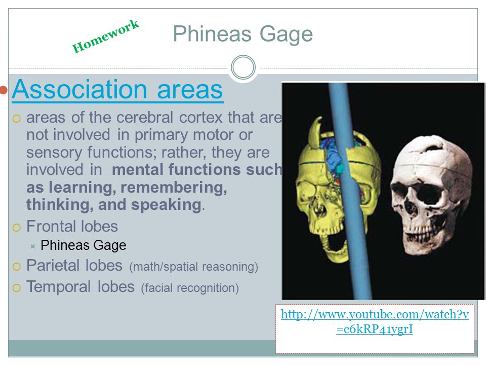 Phineas Gage Association areas  areas of the cerebral cortex that are not involved in primary motor or sensory functions; rather, they are involved in mental functions such as learning, remembering, thinking, and speaking.