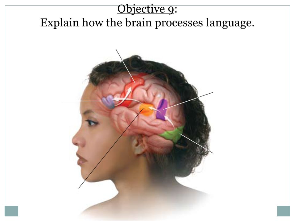 Objective 9: Explain how the brain processes language.