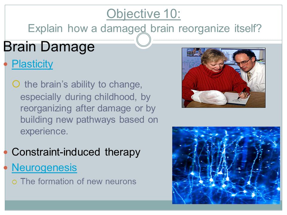 Objective 10: Explain how a damaged brain reorganize itself.