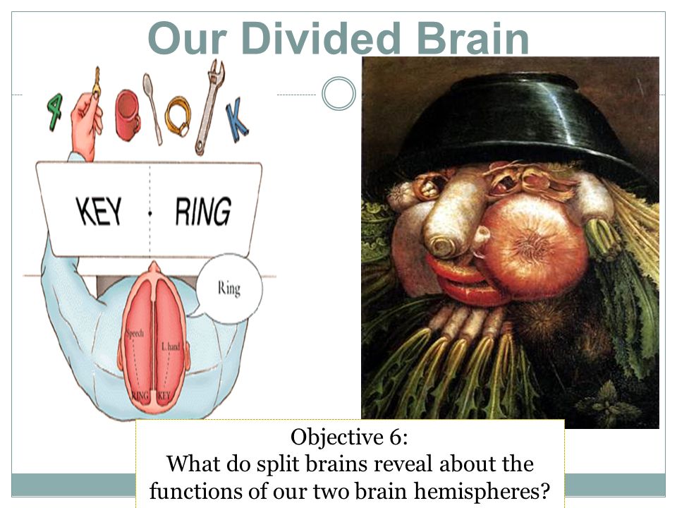 Our Divided Brain Objective 6: What do split brains reveal about the functions of our two brain hemispheres