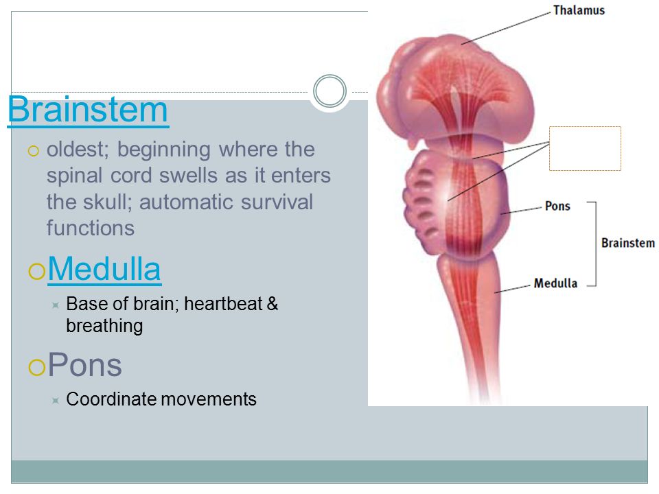 Brainstem  oldest; beginning where the spinal cord swells as it enters the skull; automatic survival functions  Medulla Medulla  Base of brain; heartbeat & breathing  Pons  Coordinate movements