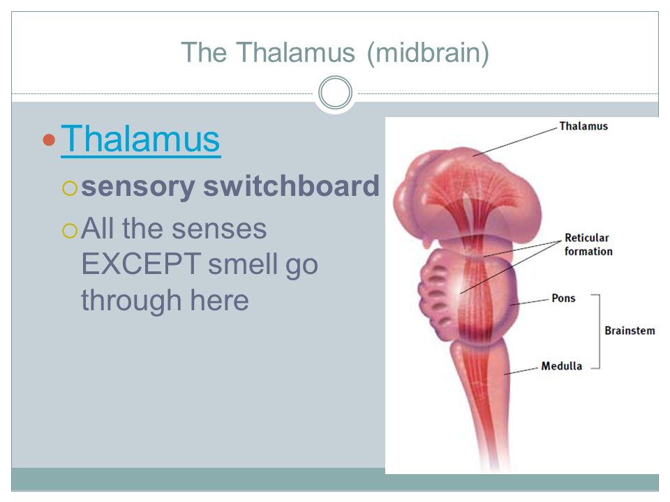The Thalamus (midbrain) Thalamus  sensory switchboard  All the senses EXCEPT smell go through here