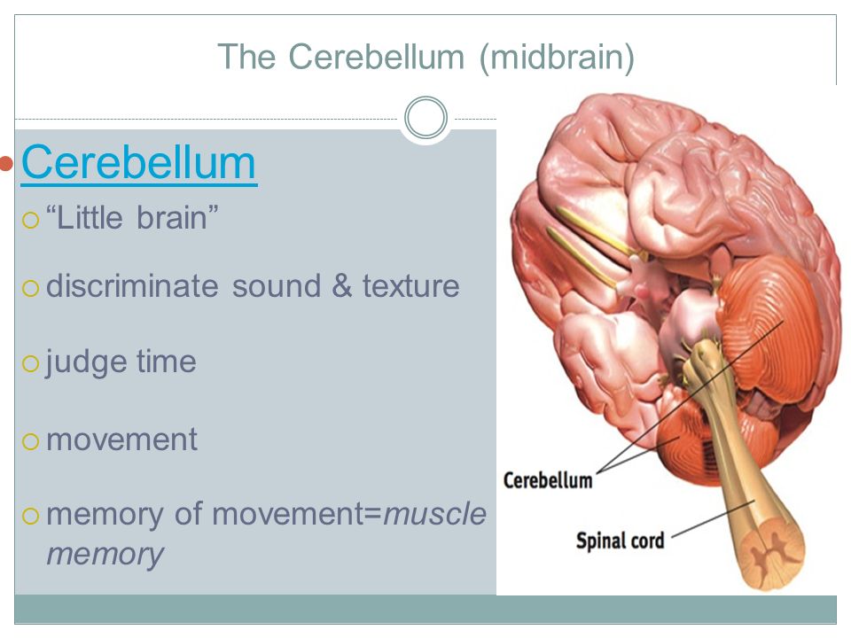 The Cerebellum (midbrain) Cerebellum  Little brain  discriminate sound & texture  judge time  movement  memory of movement=muscle memory