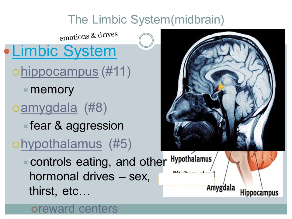The Limbic System(midbrain) Limbic System  hippocampus (#11)  memory  amygdala (#8)  fear & aggression  hypothalamus (#5)  controls eating, and other hormonal drives – sex, thirst, etc… reward centers emotions & drives