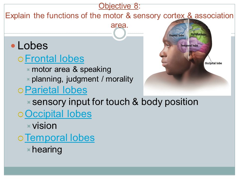 Objective 8: Explain the functions of the motor & sensory cortex & association area.