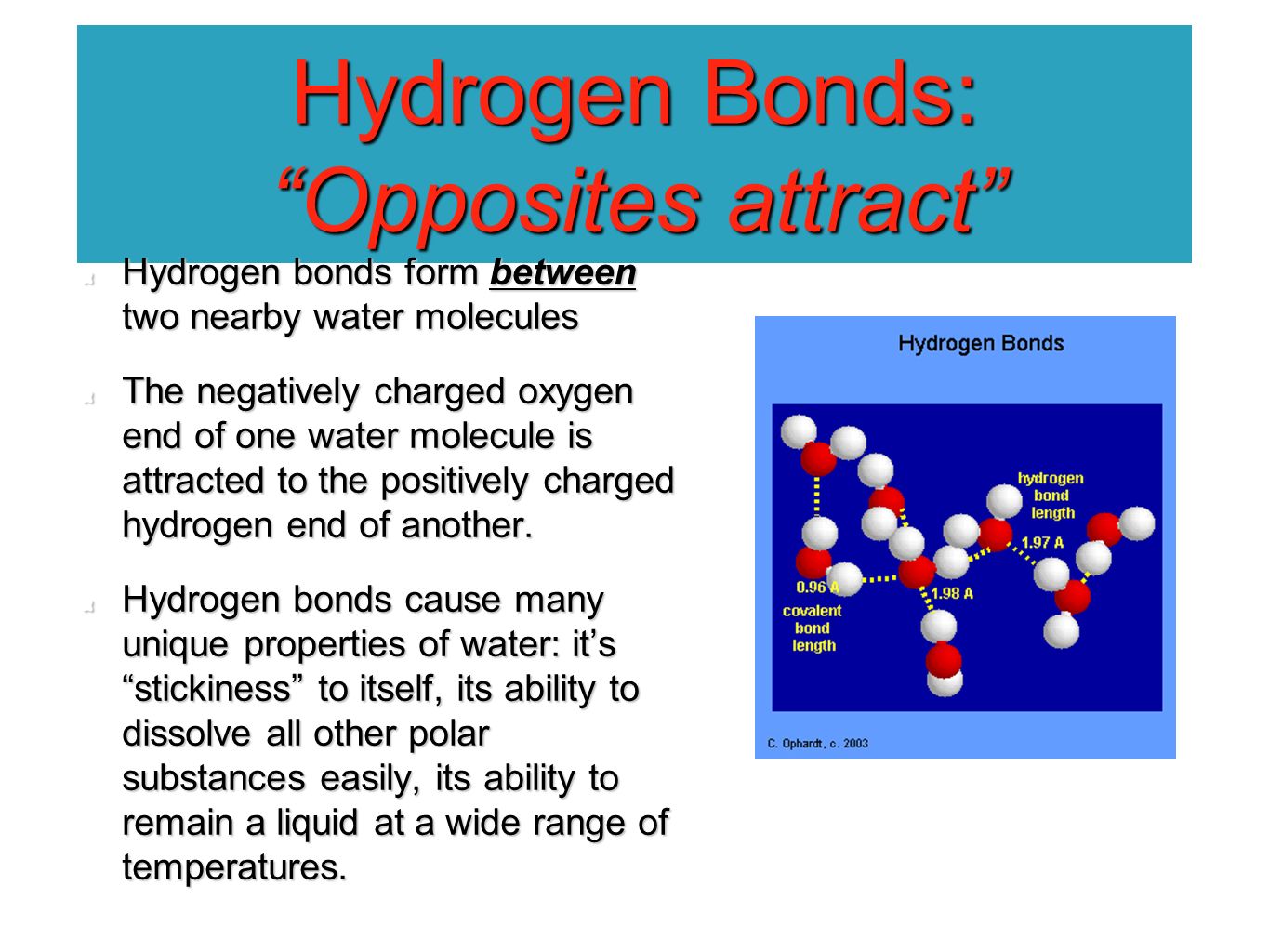 Hydrogen Bonds: Opposites attract Hydrogen bonds form between two nearby water molecules The negatively charged oxygen end of one water molecule is attracted to the positively charged hydrogen end of another.