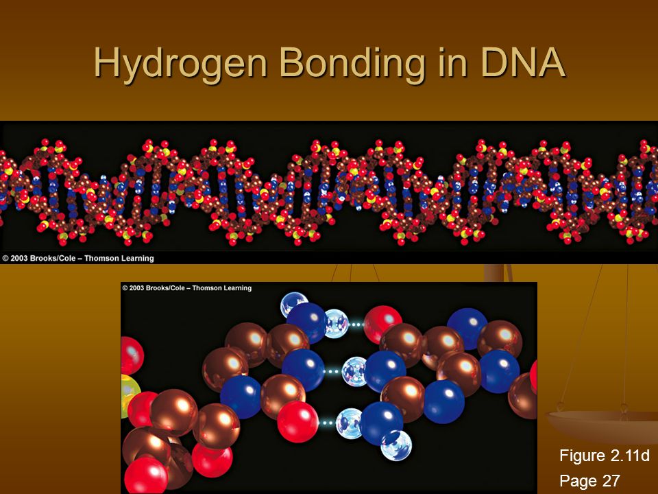 Hydrogen Bonding in DNA Figure 2.11d Page 27