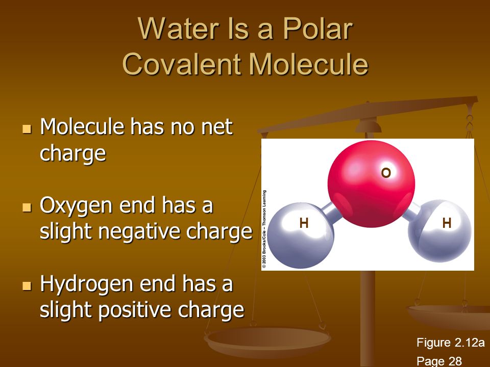 Water Is a Polar Covalent Molecule Molecule has no net charge Molecule has no net charge Oxygen end has a slight negative charge Oxygen end has a slight negative charge Hydrogen end has a slight positive charge Hydrogen end has a slight positive charge HH O Figure 2.12a Page 28