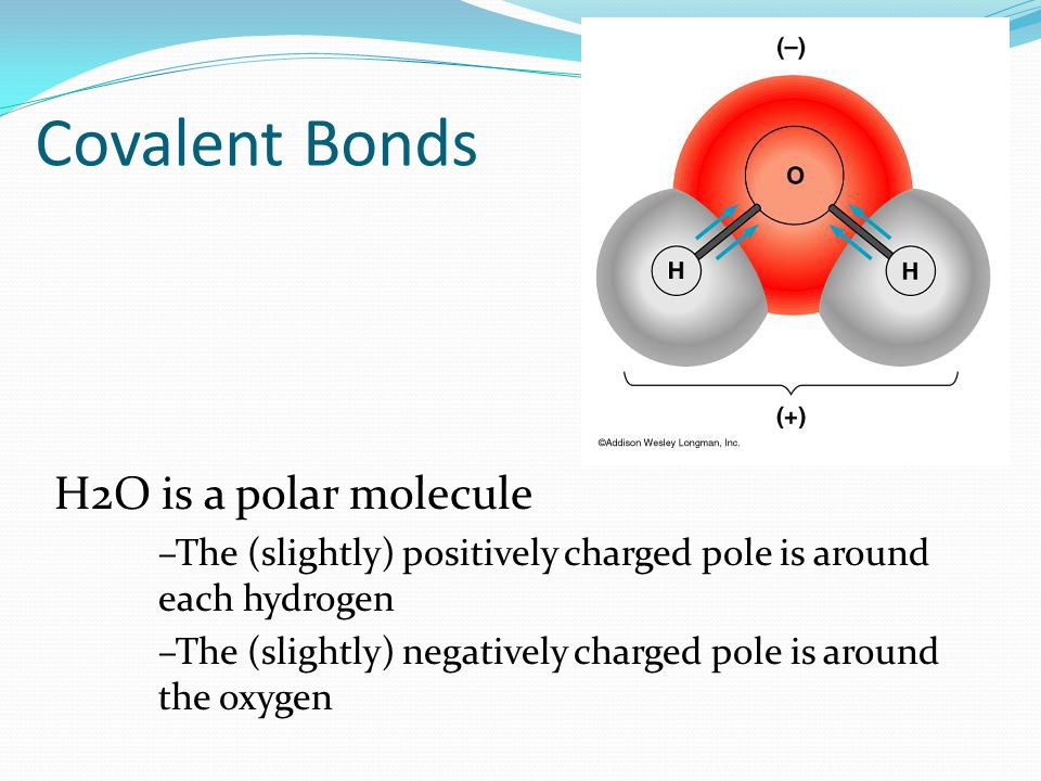 H2O is a polar molecule –The (slightly) positively charged pole is around each hydrogen –The (slightly) negatively charged pole is around the oxygen Covalent Bonds