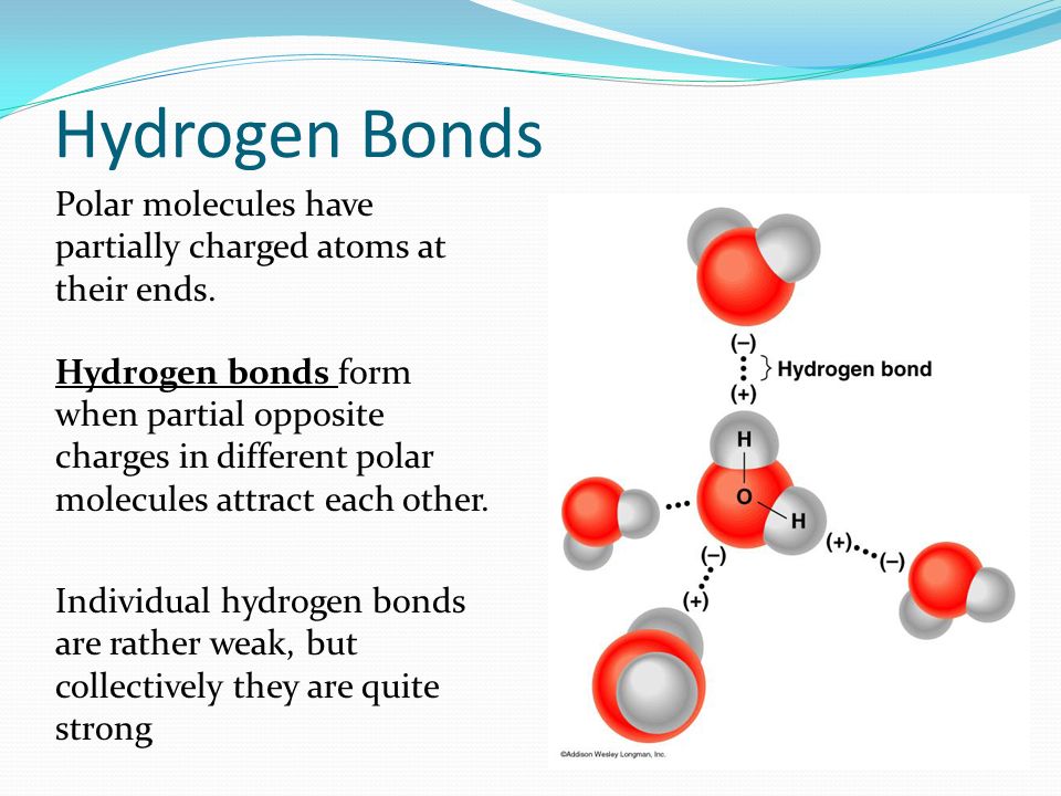 Hydrogen Bonds Polar molecules have partially charged atoms at their ends.