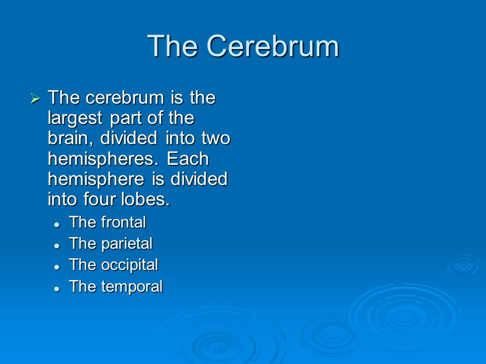 The Cerebrum  The cerebrum is the largest part of the brain, divided into two hemispheres.