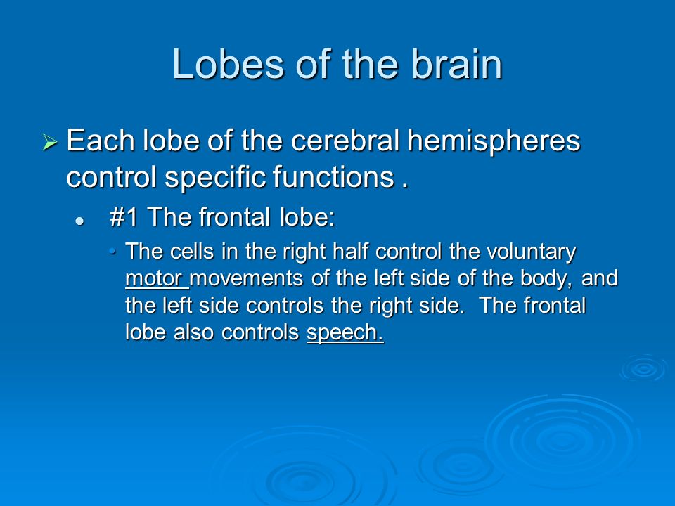 Lobes of the brain  Each lobe of the cerebral hemispheres control specific functions.