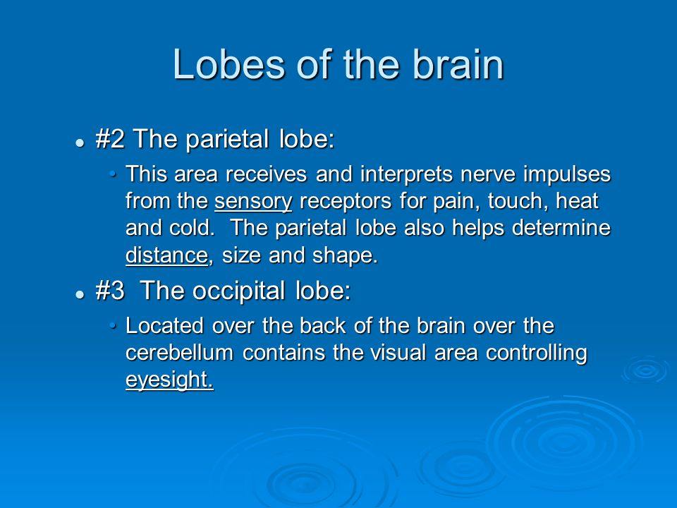 Lobes of the brain #2 The parietal lobe: #2 The parietal lobe: This area receives and interprets nerve impulses from the sensory receptors for pain, touch, heat and cold.