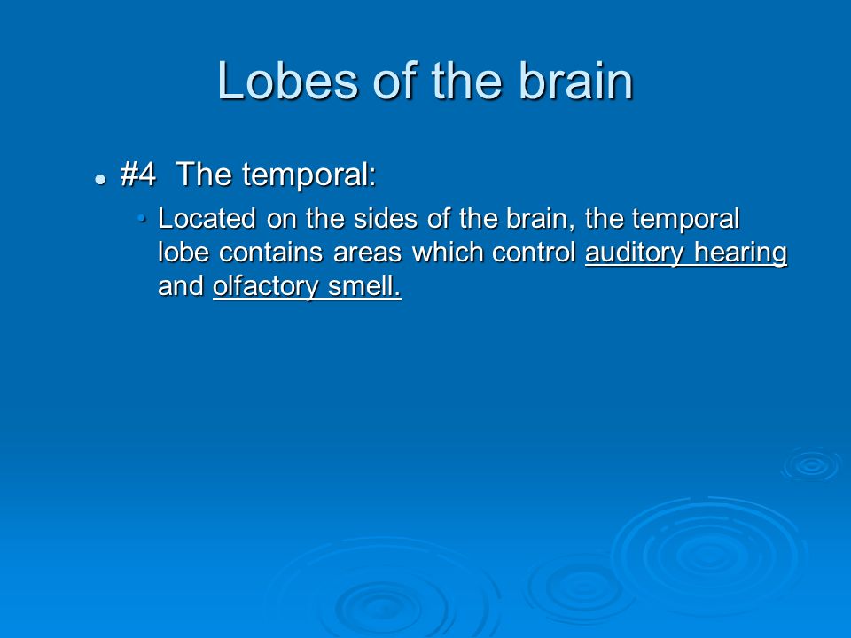 Lobes of the brain #4 The temporal: #4 The temporal: Located on the sides of the brain, the temporal lobe contains areas which control auditory hearing and olfactory smell.Located on the sides of the brain, the temporal lobe contains areas which control auditory hearing and olfactory smell.
