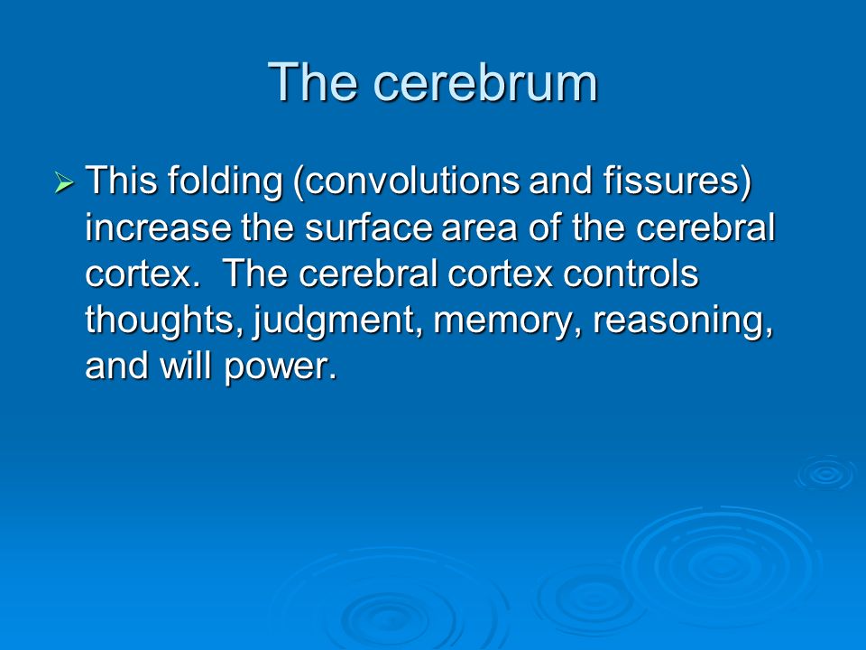 The cerebrum  This folding (convolutions and fissures) increase the surface area of the cerebral cortex.