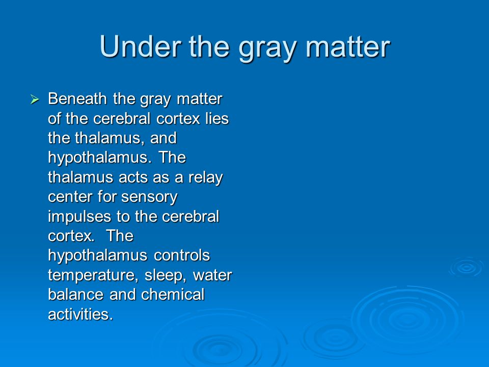 Under the gray matter  Beneath the gray matter of the cerebral cortex lies the thalamus, and hypothalamus.