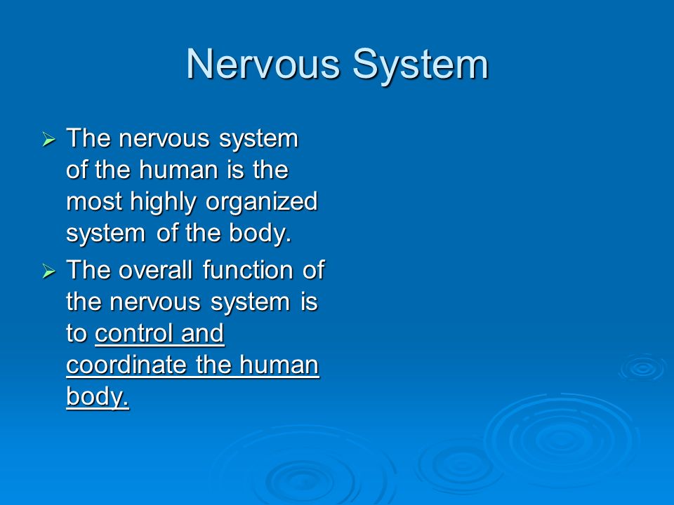 Nervous System  The nervous system of the human is the most highly organized system of the body.