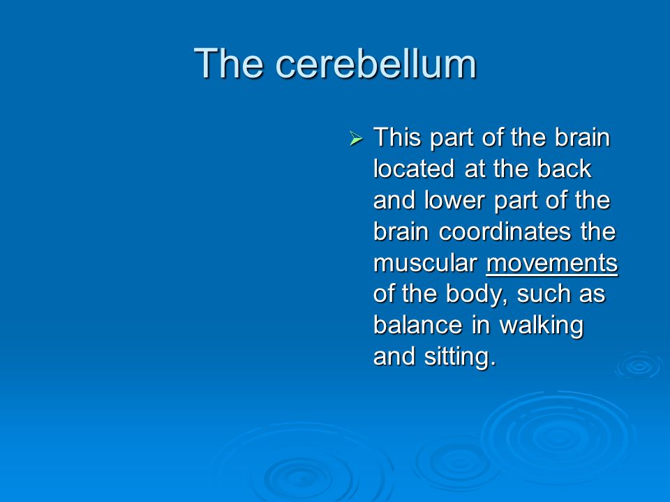The cerebellum  This part of the brain located at the back and lower part of the brain coordinates the muscular movements of the body, such as balance in walking and sitting.