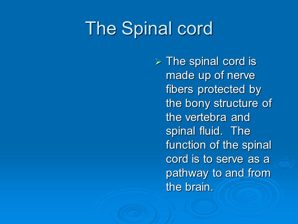 The Spinal cord  The spinal cord is made up of nerve fibers protected by the bony structure of the vertebra and spinal fluid.