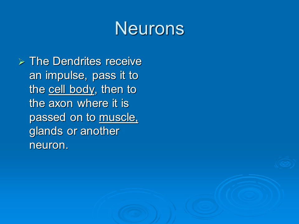 Neurons  The Dendrites receive an impulse, pass it to the cell body, then to the axon where it is passed on to muscle, glands or another neuron.