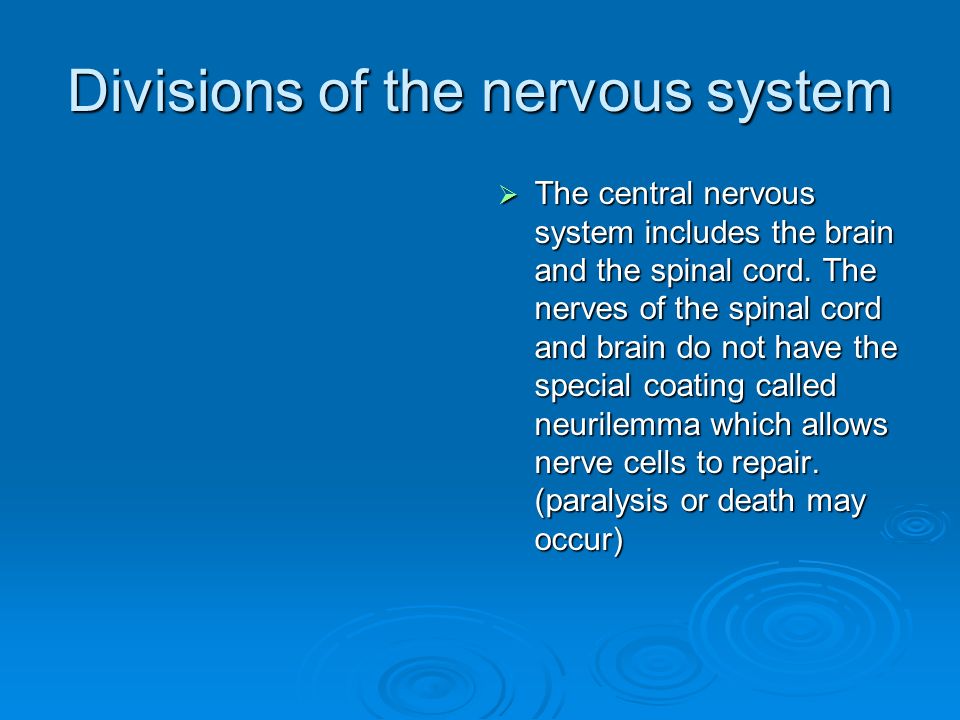 Divisions of the nervous system  The central nervous system includes the brain and the spinal cord.