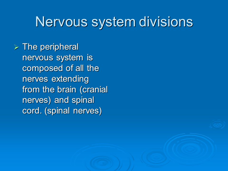 Nervous system divisions  The peripheral nervous system is composed of all the nerves extending from the brain (cranial nerves) and spinal cord.