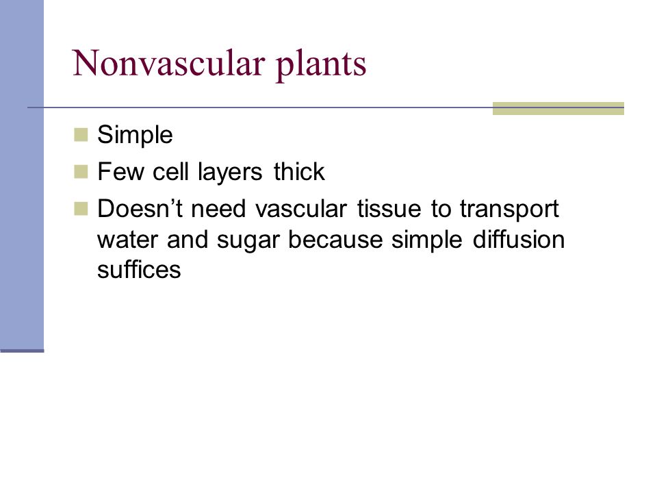 Nonvascular plants Simple Few cell layers thick Doesn’t need vascular tissue to transport water and sugar because simple diffusion suffices