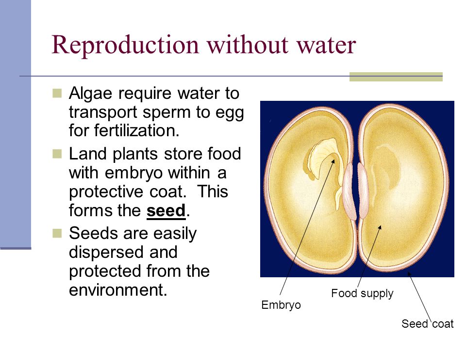 Reproduction without water Algae require water to transport sperm to egg for fertilization.