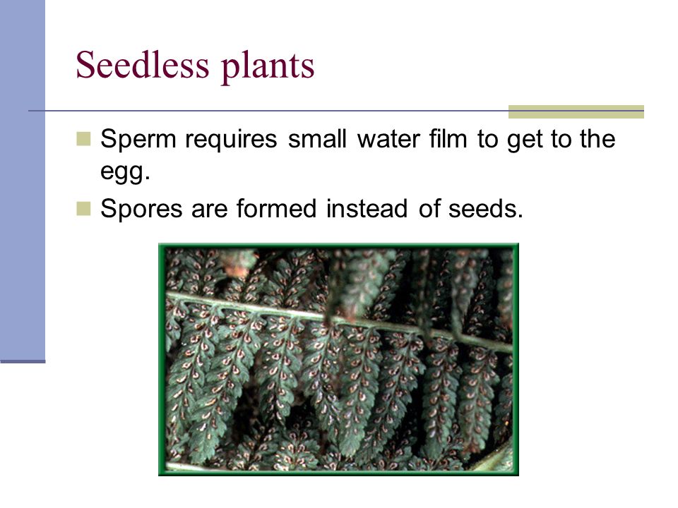 Seedless plants Sperm requires small water film to get to the egg.