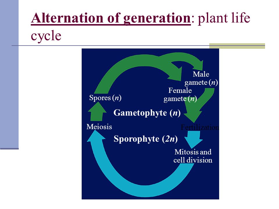 Alternation of generation: plant life cycle Gametophyte (n) Sporophyte (2n) Spores (n) Meiosis Male gamete (n) Female gamete (n) Fertilization Mitosis and cell division