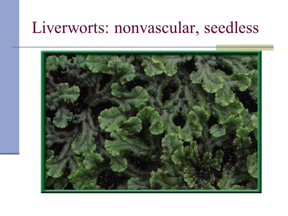 Liverworts: nonvascular, seedless