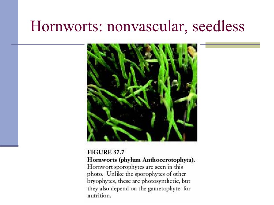 Hornworts: nonvascular, seedless