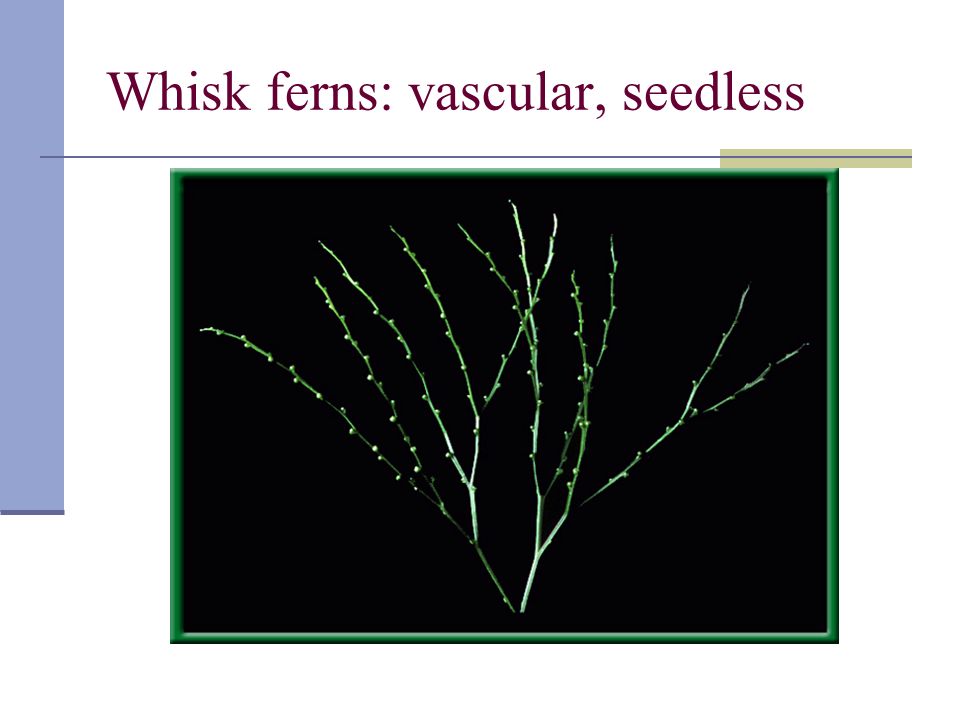 Whisk ferns: vascular, seedless
