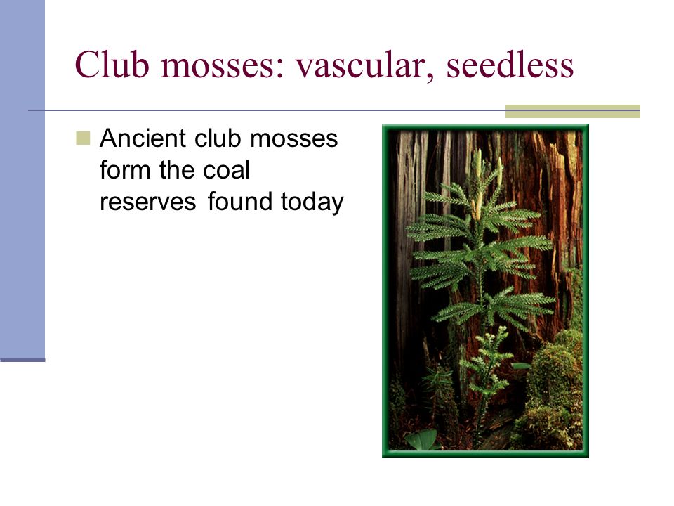 Club mosses: vascular, seedless Ancient club mosses form the coal reserves found today