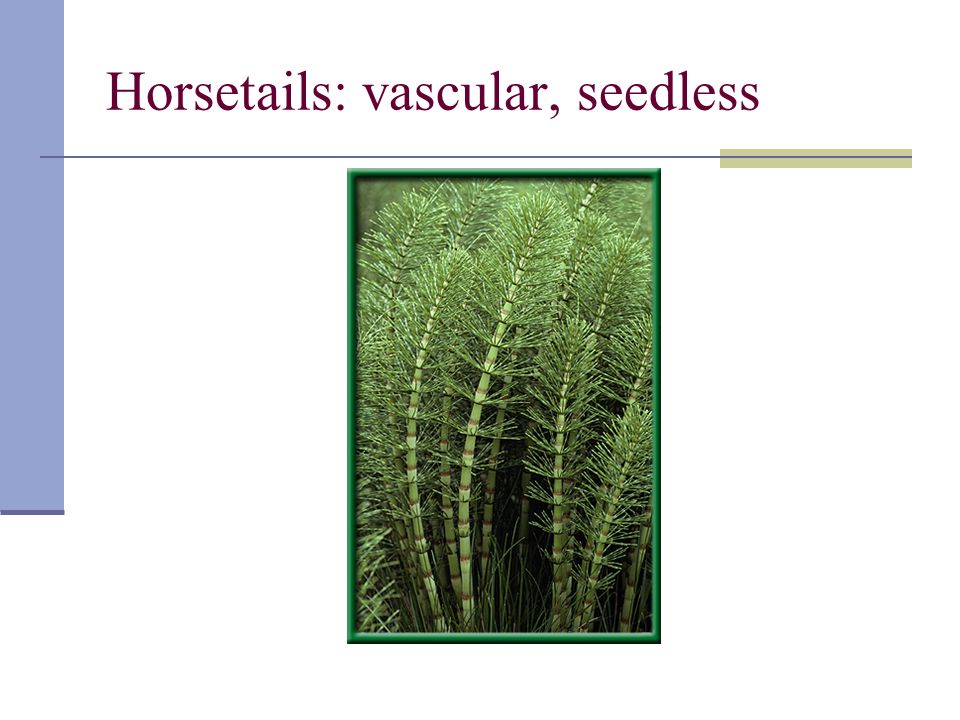 Horsetails: vascular, seedless
