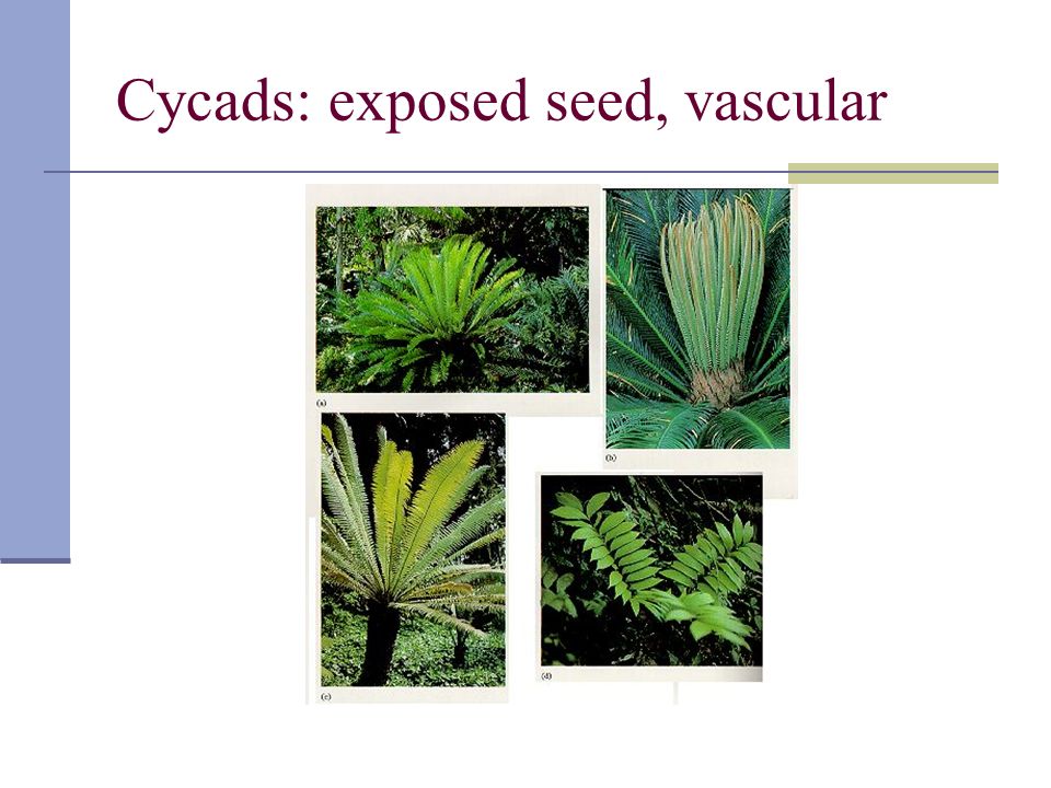 Cycads: exposed seed, vascular