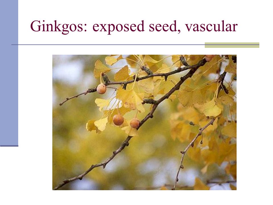 Ginkgos: exposed seed, vascular