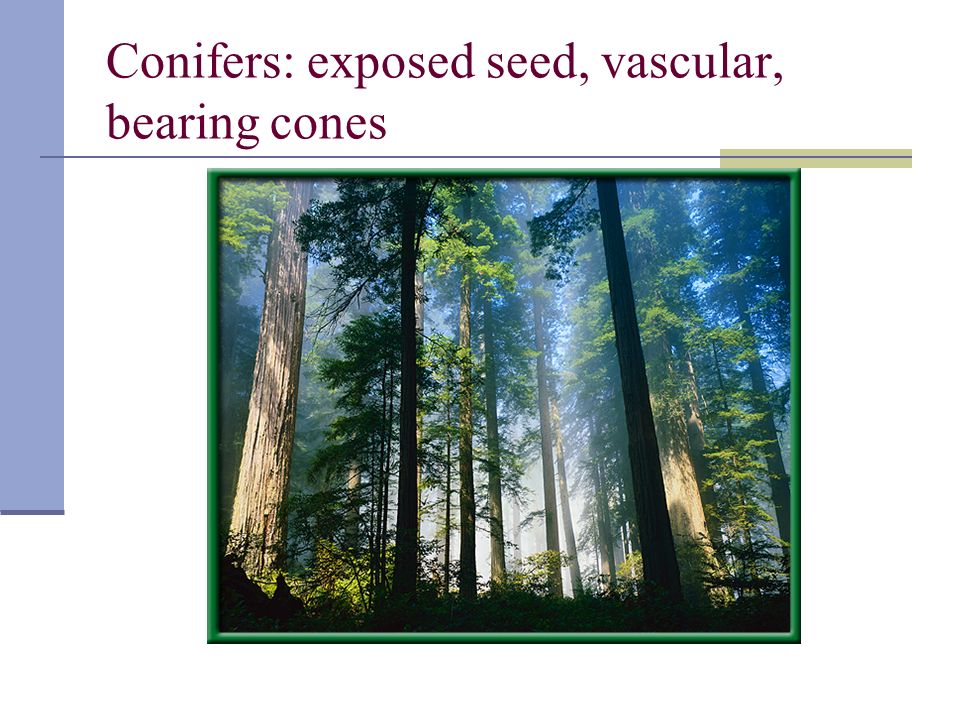 Conifers: exposed seed, vascular, bearing cones