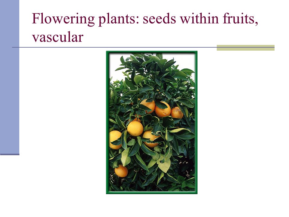 Flowering plants: seeds within fruits, vascular