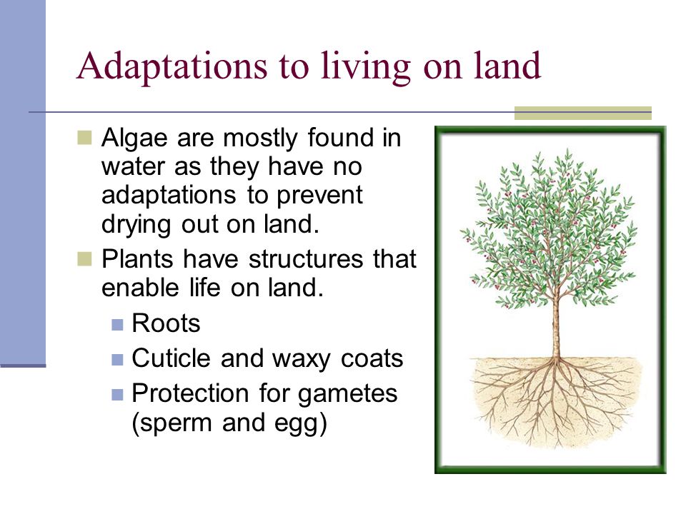 Adaptations to living on land Algae are mostly found in water as they have no adaptations to prevent drying out on land.