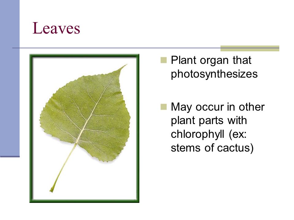 Leaves Plant organ that photosynthesizes May occur in other plant parts with chlorophyll (ex: stems of cactus)