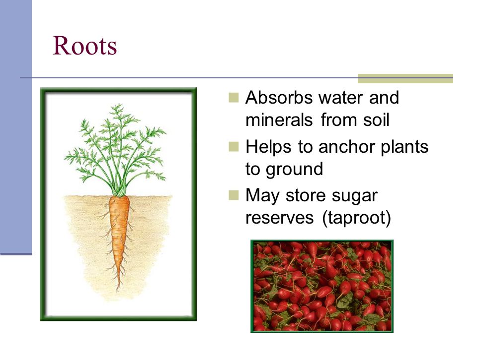 Roots Absorbs water and minerals from soil Helps to anchor plants to ground May store sugar reserves (taproot)