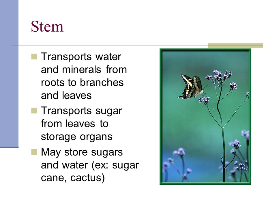 Stem Transports water and minerals from roots to branches and leaves Transports sugar from leaves to storage organs May store sugars and water (ex: sugar cane, cactus)