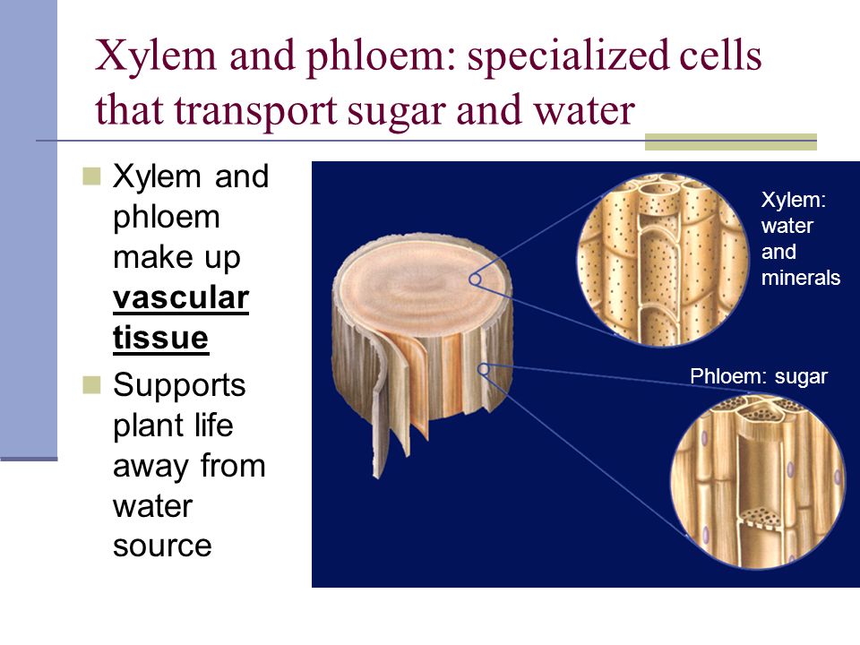 Xylem and phloem: specialized cells that transport sugar and water Xylem and phloem make up vascular tissue Supports plant life away from water source Phloem: sugar Xylem: water and minerals