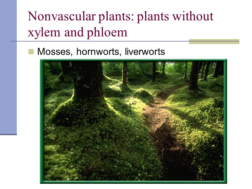 Nonvascular plants: plants without xylem and phloem Mosses, hornworts, liverworts
