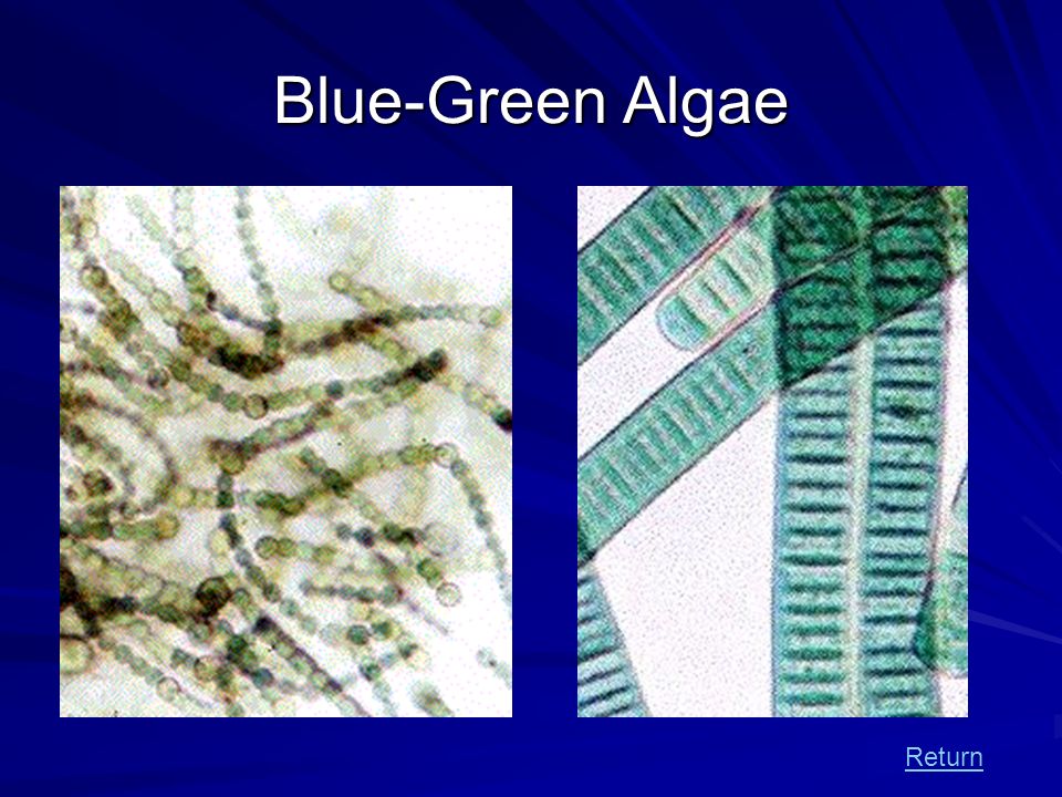 chemosynthesis bacteria chemosynthesis bacteria